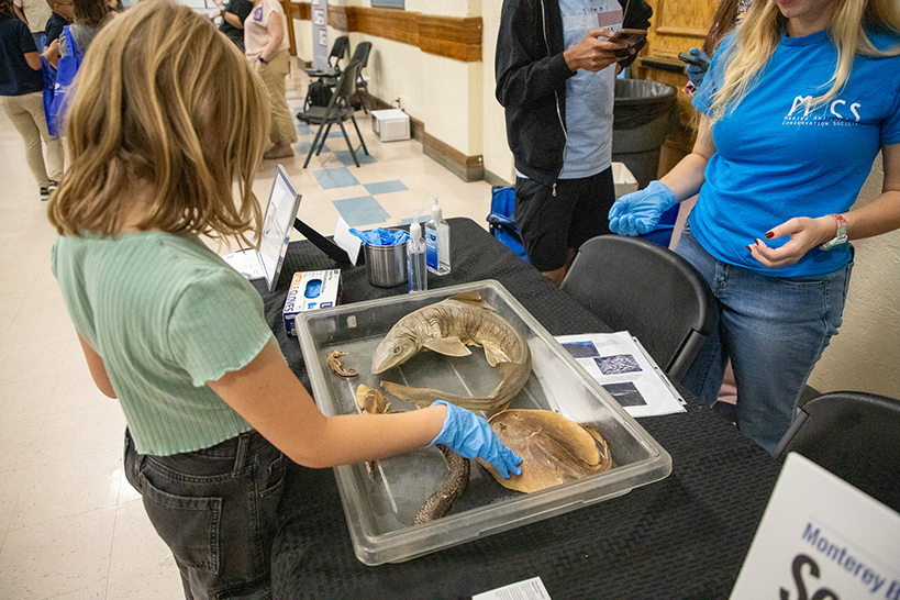 A girl puts her gloved hand into a touch tank with fish